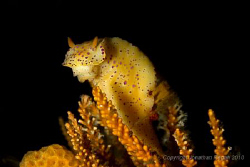 Short-Tailed Ceratosoma taking it easy on a piece of weed. by Jonathan Regan 